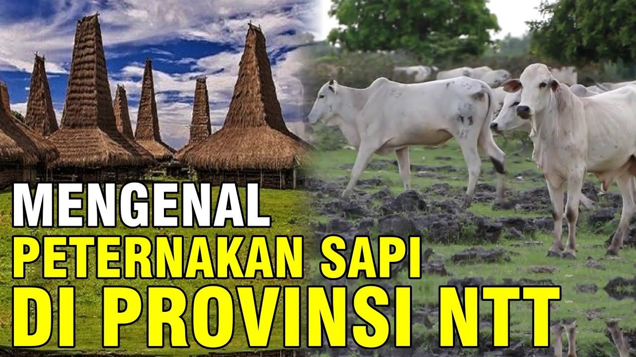 Peternakan Sapi Di NTT Nusa Tenggara Timur.jpg